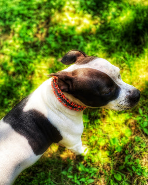 HARVEST Dog Collar