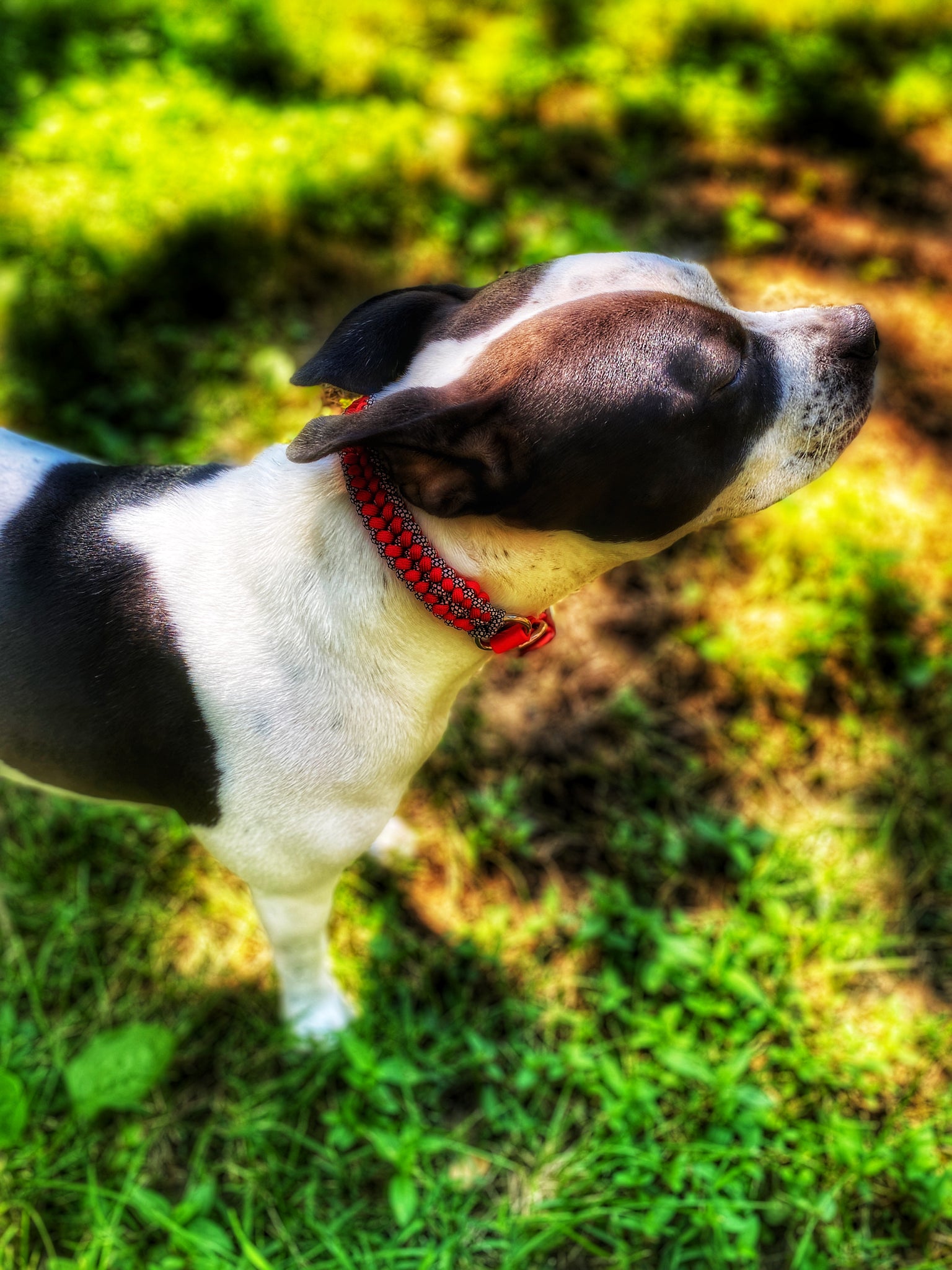 MERCURY Dog Collar