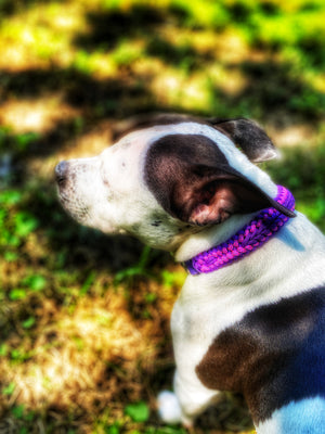 PURPLE RAIN Dog Collar