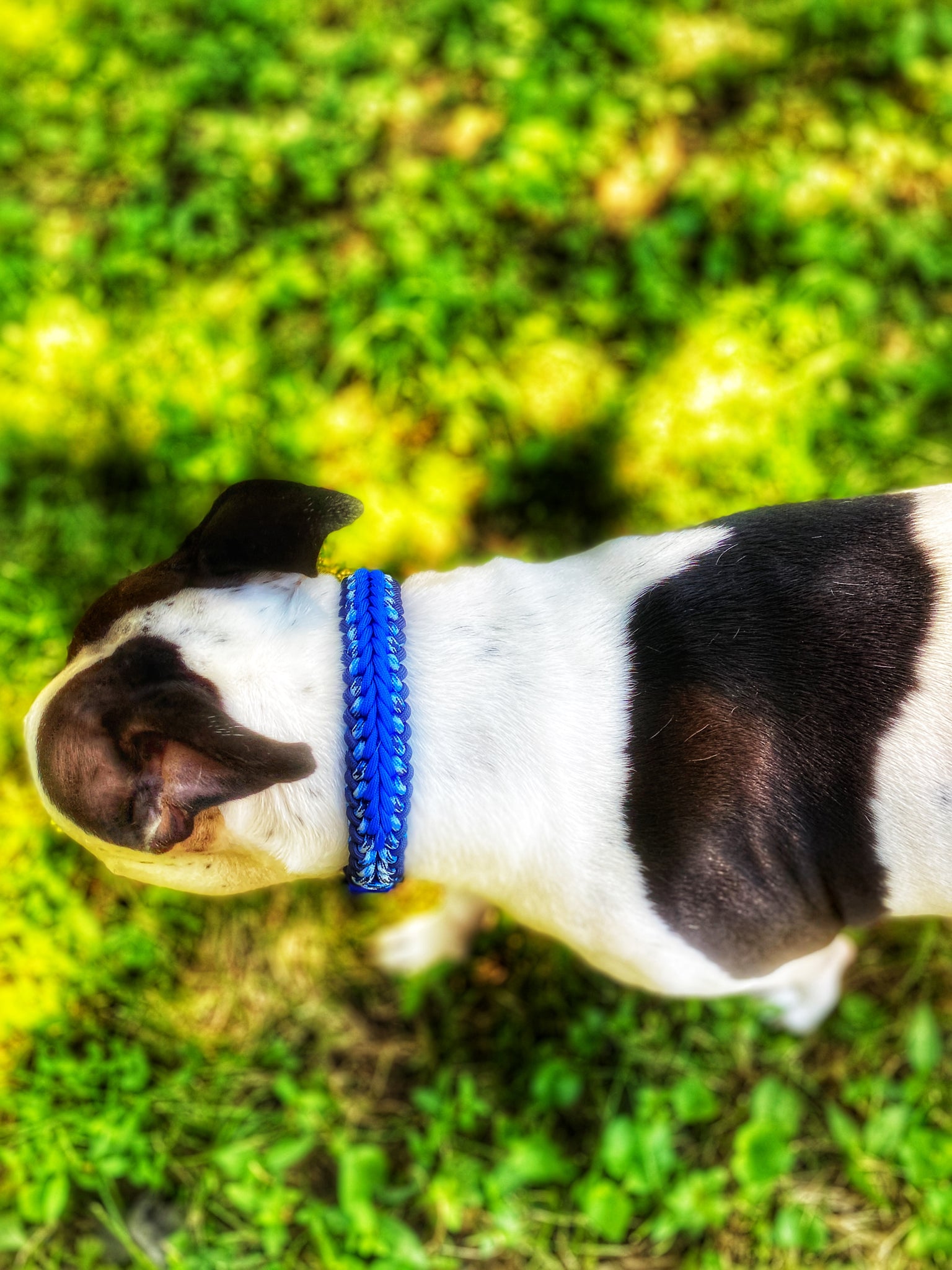 BLUEBIRD Dog Collar