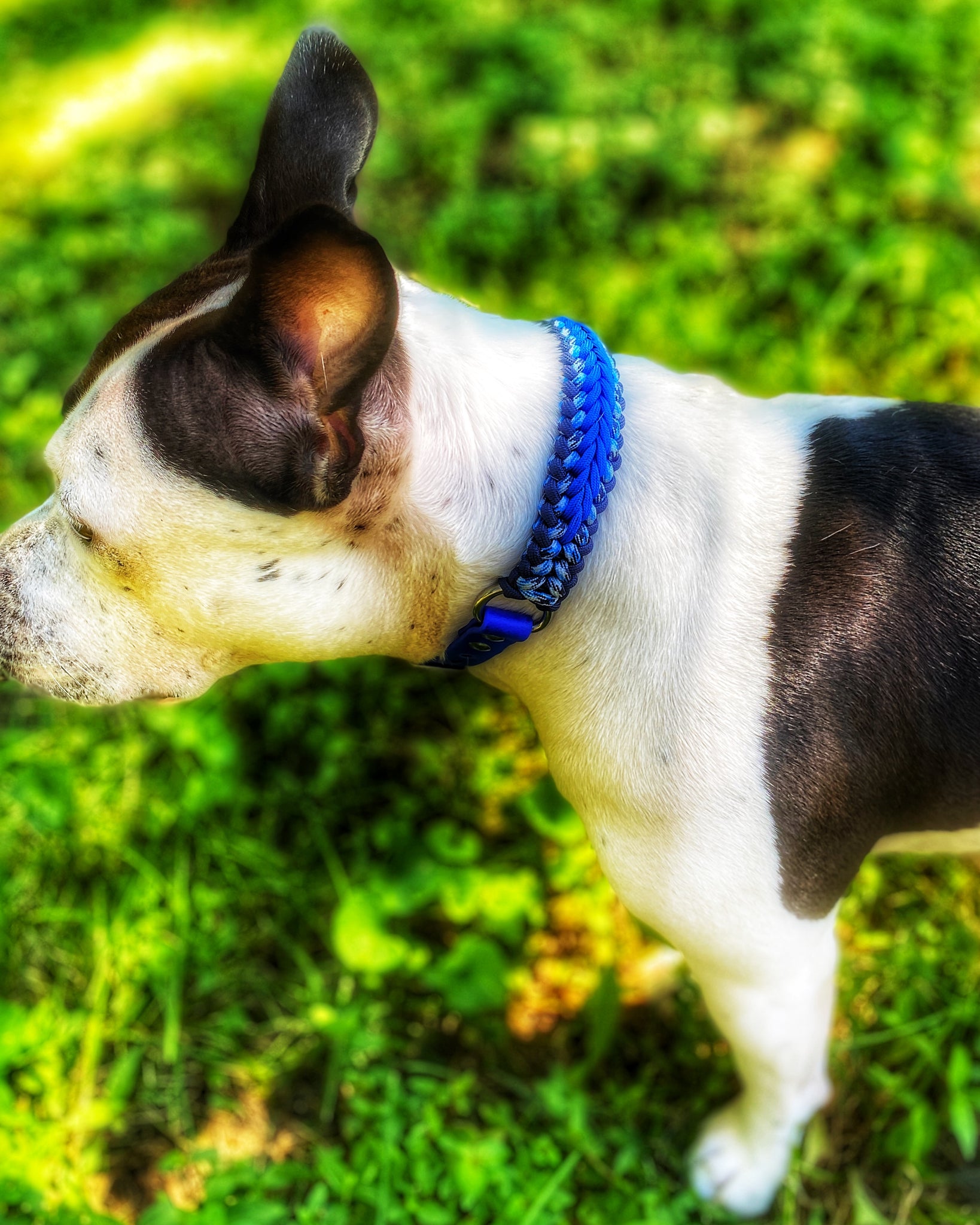 BLUEBIRD Dog Collar